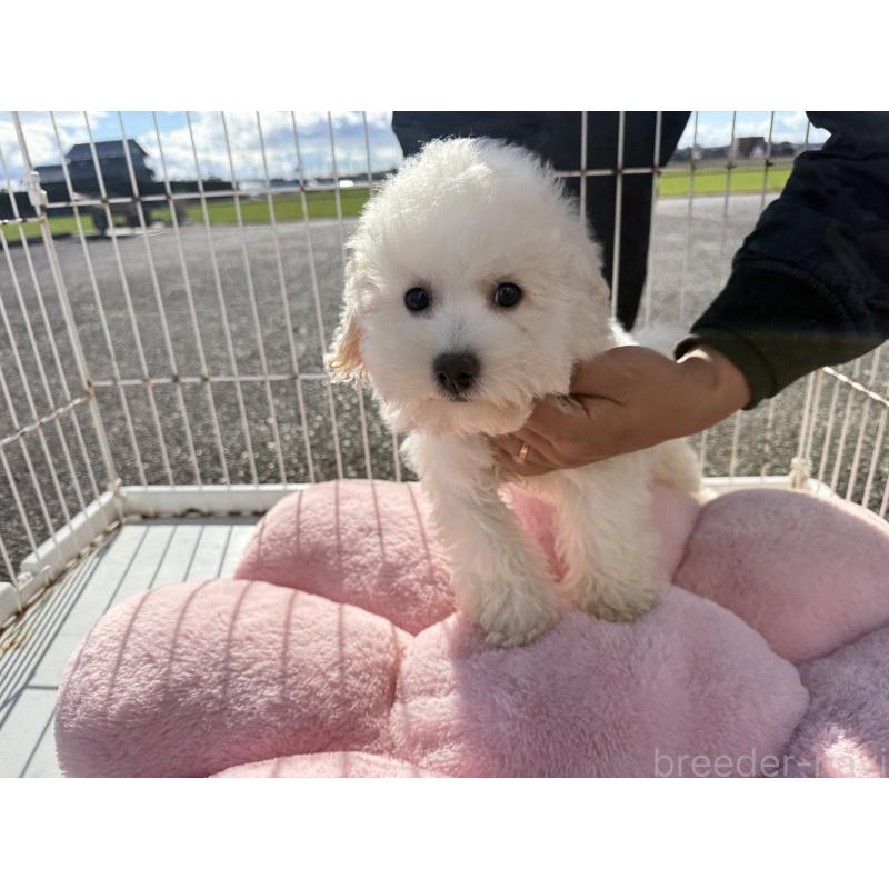 販売中の岐阜県のビションフリーゼ-437868の2枚目