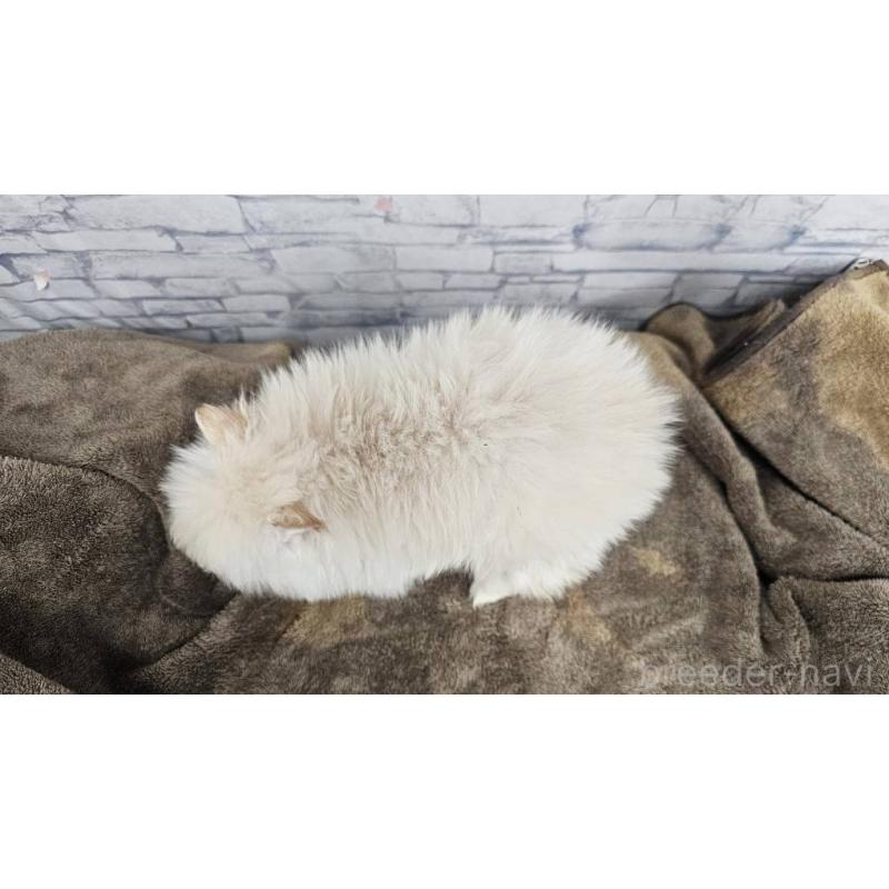 販売中の埼玉県のポメラニアン-437872の12枚目