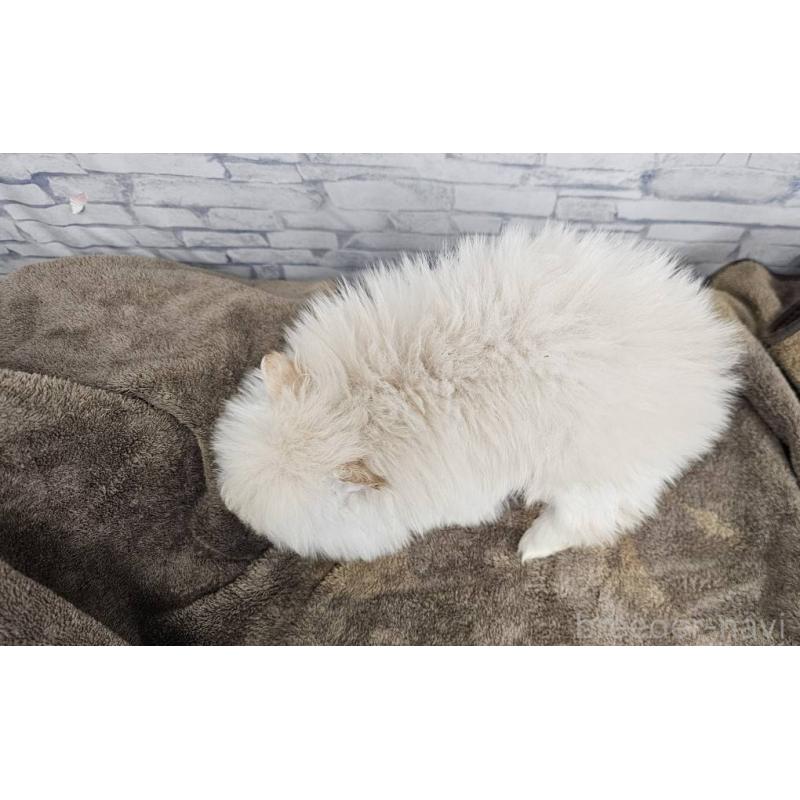 販売中の埼玉県のポメラニアン-437872の13枚目