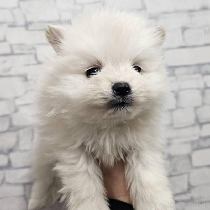 販売中の埼玉県のポメラニアン-437872の11枚目