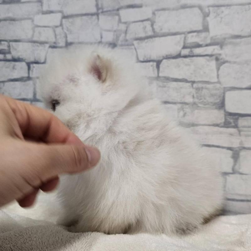 販売中の埼玉県のポメラニアン-437872の10枚目