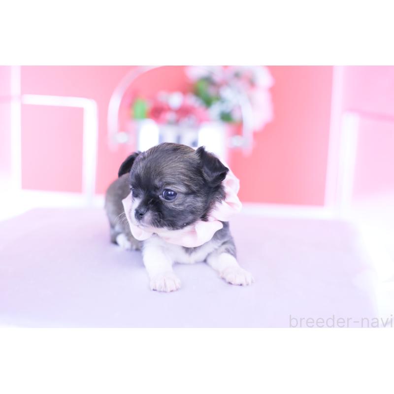 販売中の愛知県のチワワ(ロングコート)-437871の11枚目