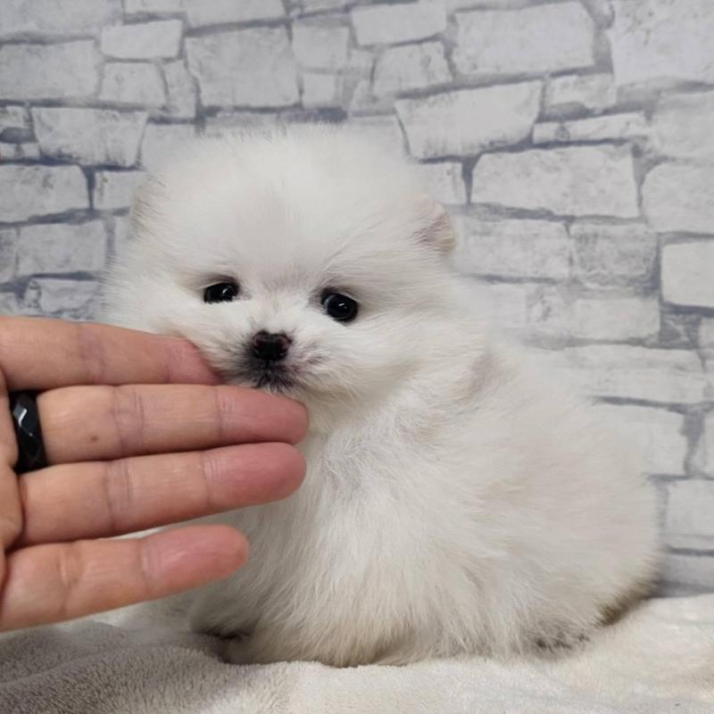 販売中の埼玉県のポメラニアン-437872の9枚目