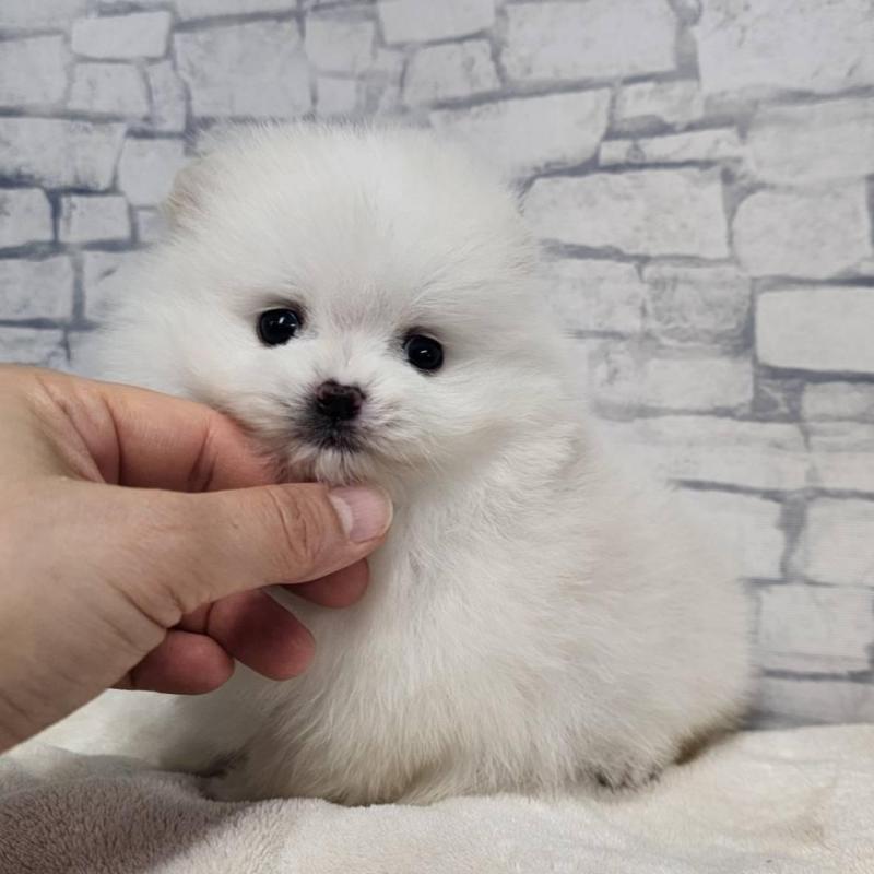 販売中の埼玉県のポメラニアン-437872