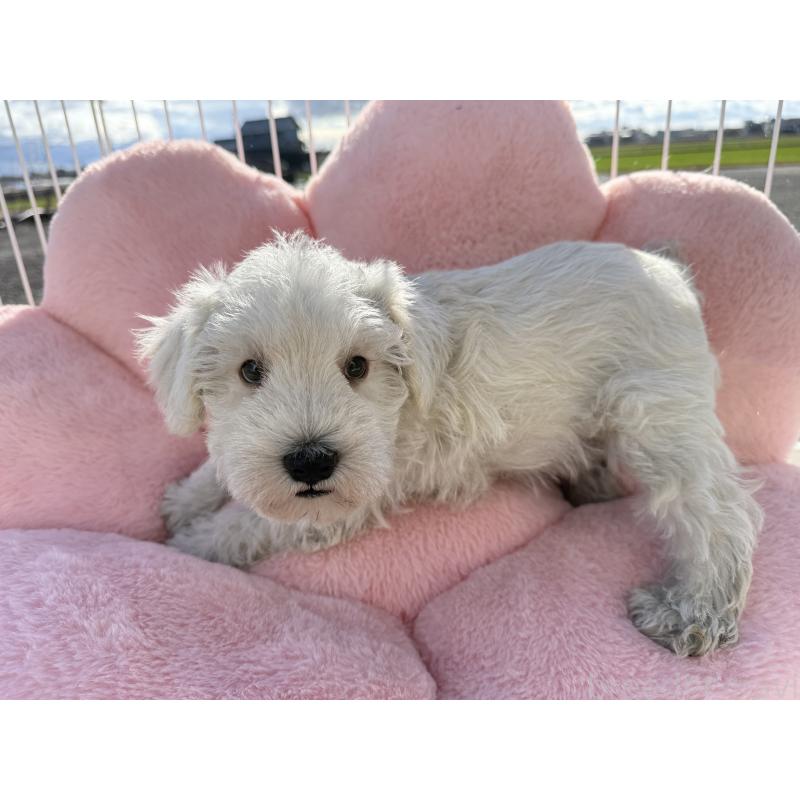 販売中の岐阜県のミニチュアシュナウザー-437873の3枚目