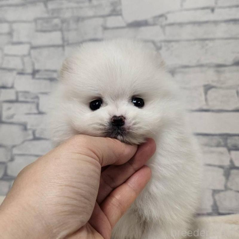 販売中の埼玉県のポメラニアン-437872の8枚目