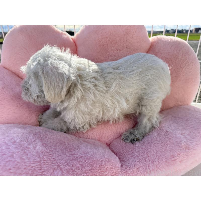 販売中の岐阜県のミニチュアシュナウザー-437873の2枚目