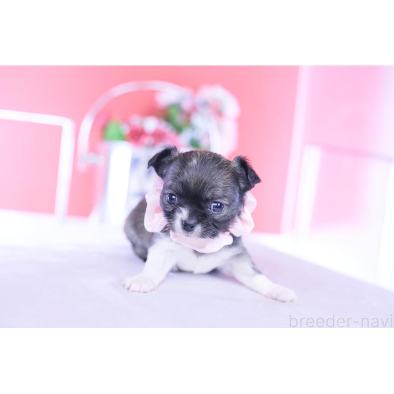 販売中の愛知県のチワワ(ロングコート)-437871の6枚目