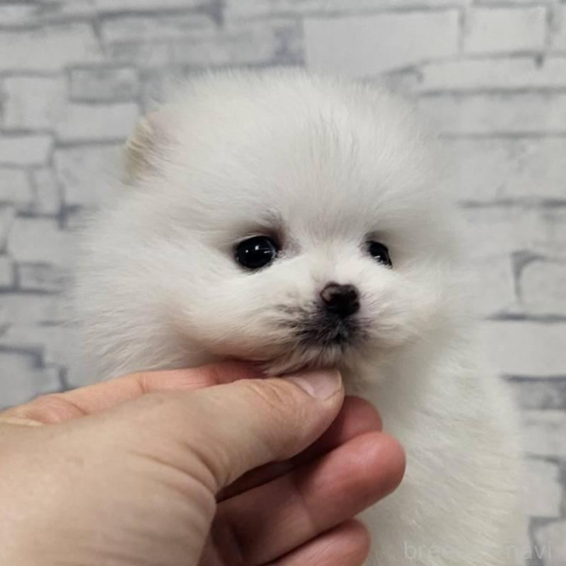 販売中の埼玉県のポメラニアン-437872の7枚目