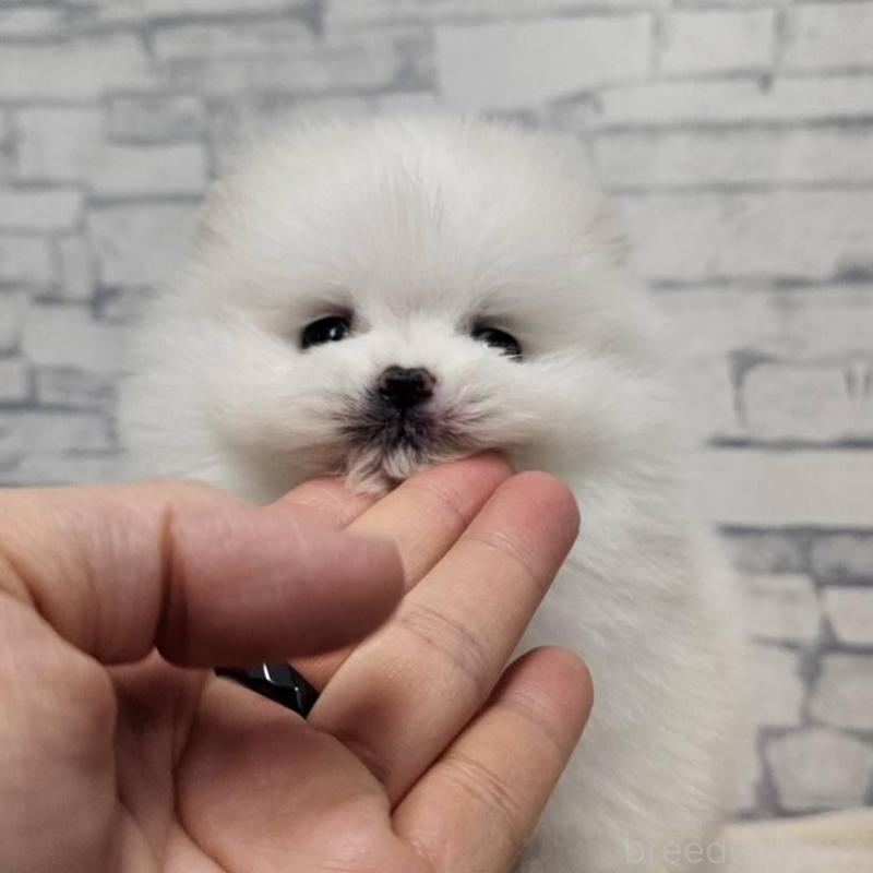 販売中の埼玉県のポメラニアン-437872の6枚目