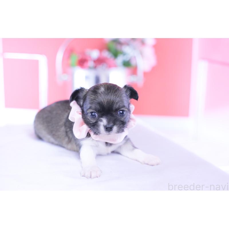 販売中の愛知県のチワワ(ロングコート)-437871の3枚目