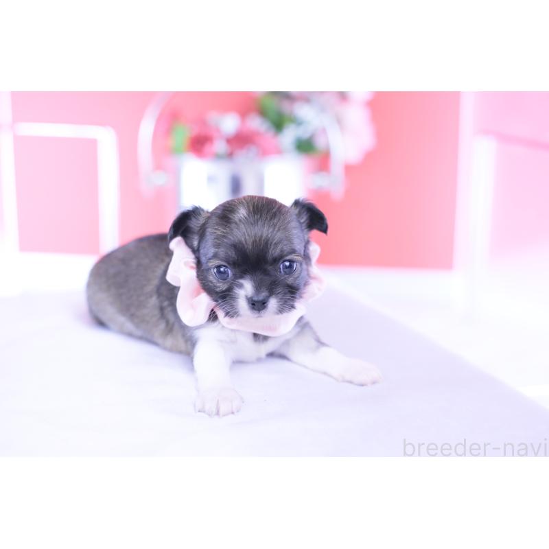 販売中の愛知県のチワワ(ロングコート)-437871の2枚目