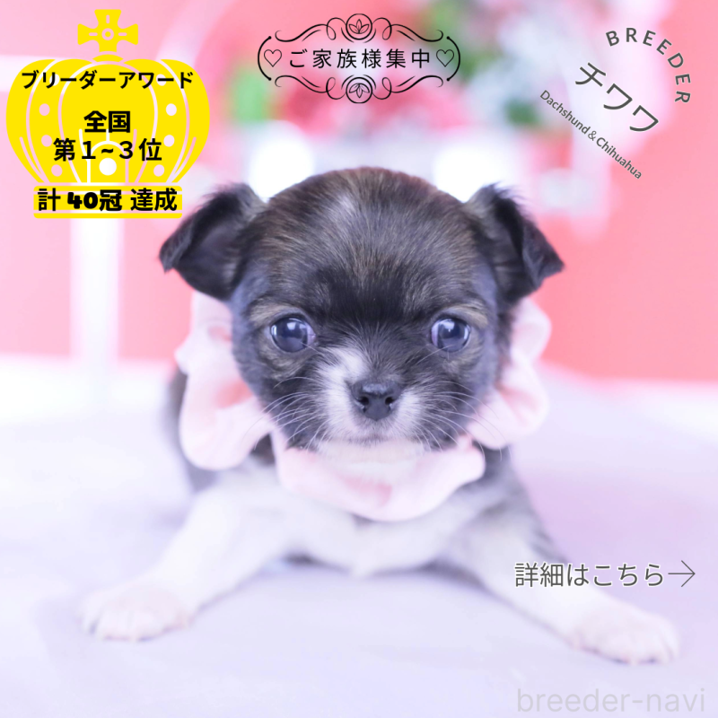 販売中の愛知県のチワワ(ロングコート)-437871