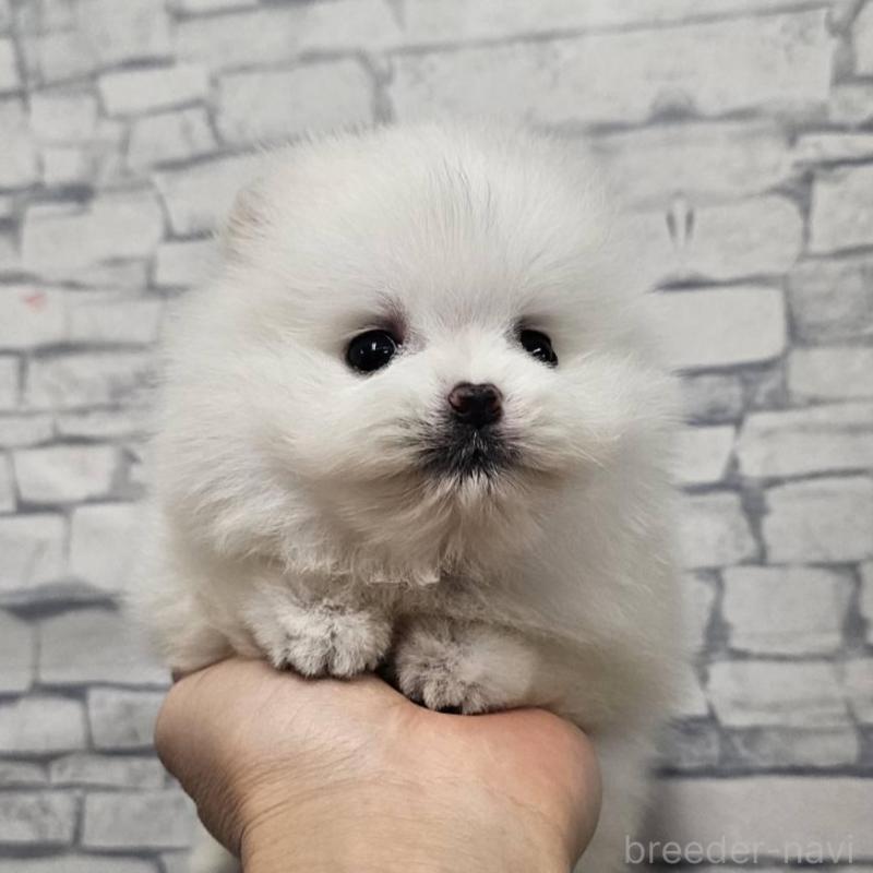 販売中の埼玉県のポメラニアン-437872の5枚目