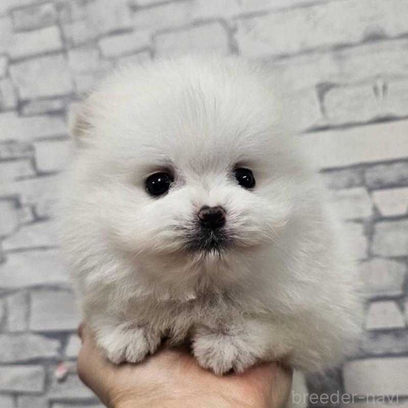 販売中の埼玉県のポメラニアン-437872の3枚目