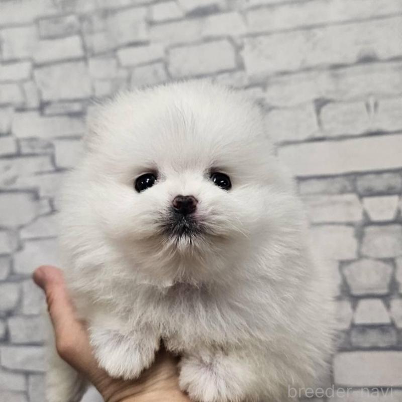 販売中の埼玉県のポメラニアン-437872の2枚目