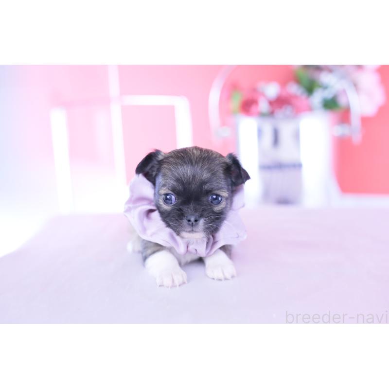 販売中の愛知県のチワワ(ロングコート)-437874の12枚目