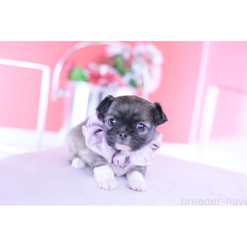 販売中の愛知県のチワワ(ロングコート)-437874の4枚目