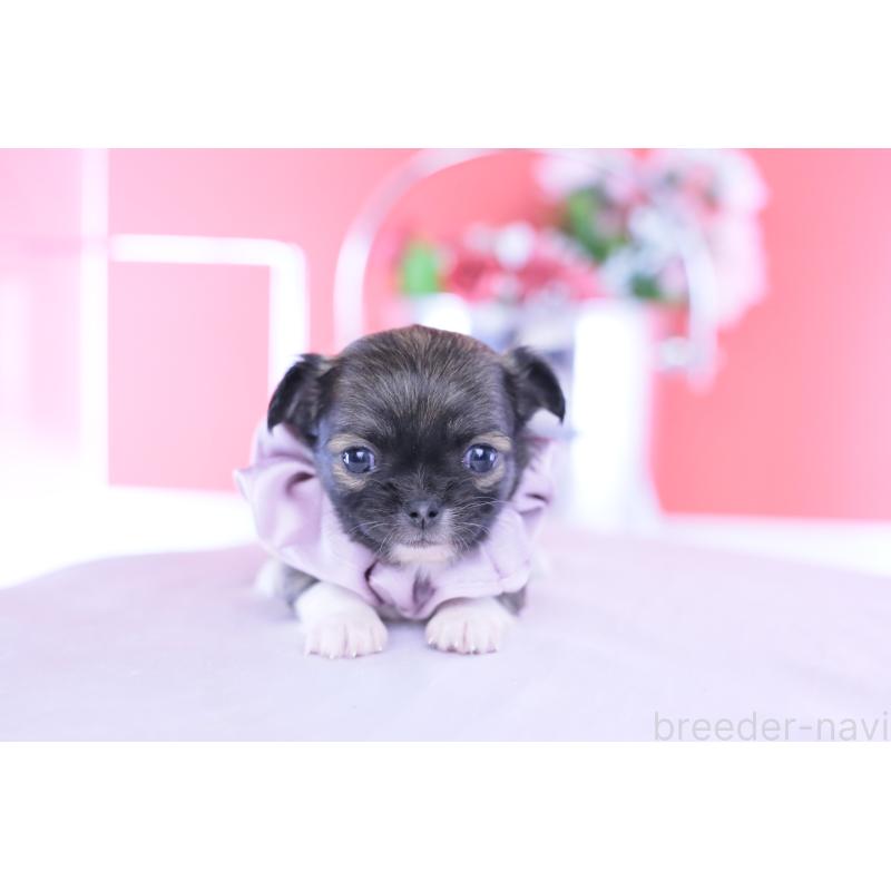 販売中の愛知県のチワワ(ロングコート)-437874の3枚目