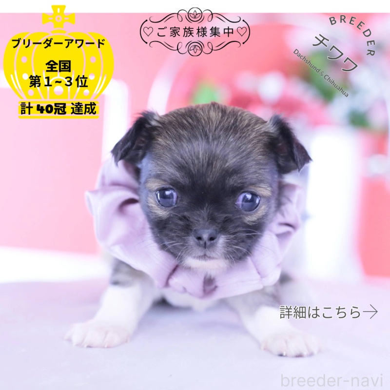 販売中の愛知県のチワワ(ロングコート)-437874