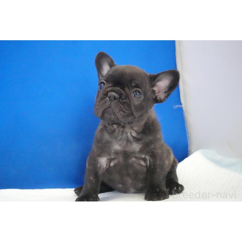 販売中の愛知県のフレンチブルドッグ-434171の13枚目