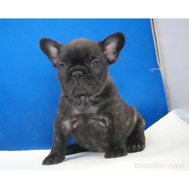 販売中の愛知県のフレンチブルドッグ-434171の12枚目