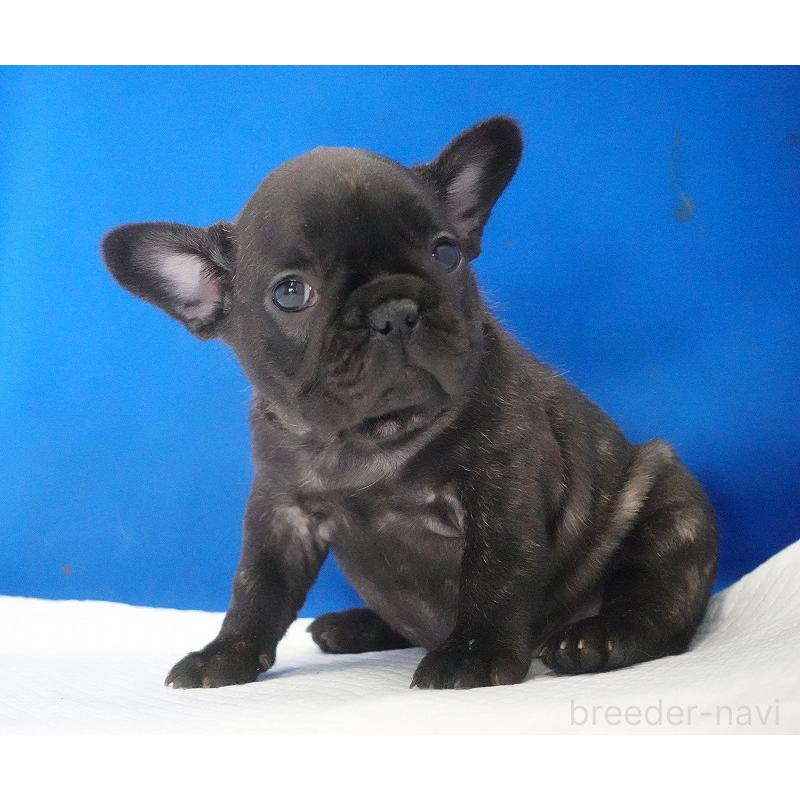 販売中の愛知県のフレンチブルドッグ-434171の11枚目