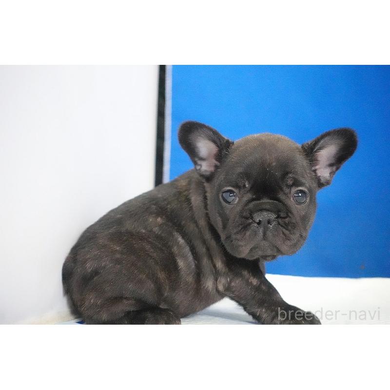 販売中の愛知県のフレンチブルドッグ-434171の10枚目