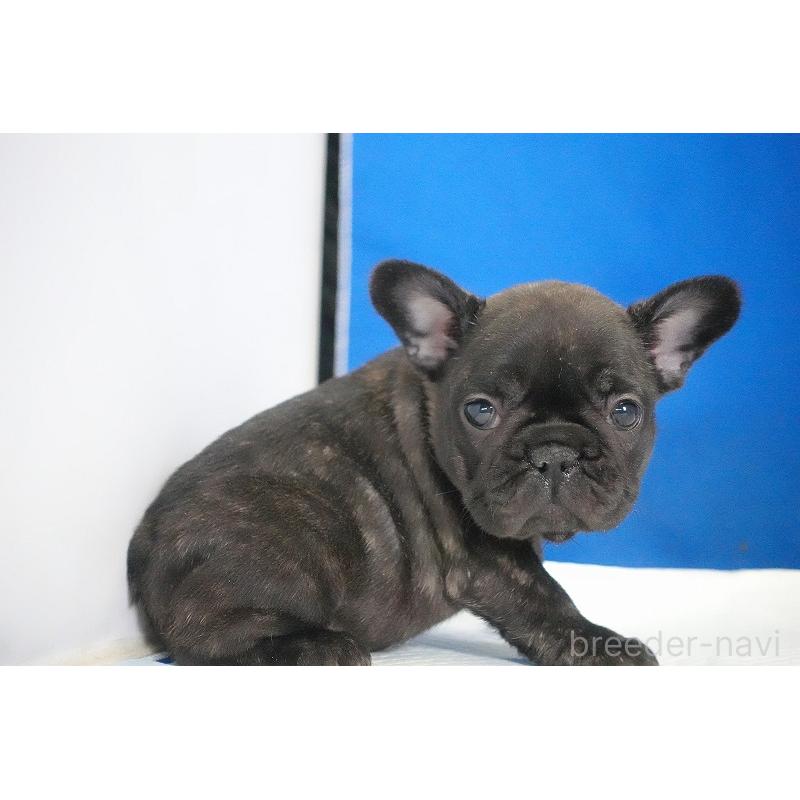 販売中の愛知県のフレンチブルドッグ-434171の9枚目