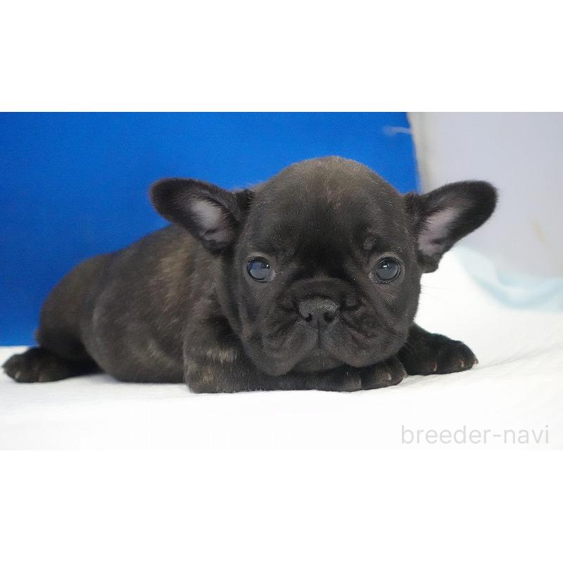販売中の愛知県のフレンチブルドッグ-434171の8枚目