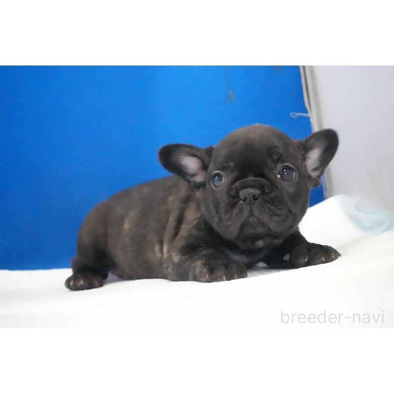 販売中の愛知県のフレンチブルドッグ-434171の7枚目