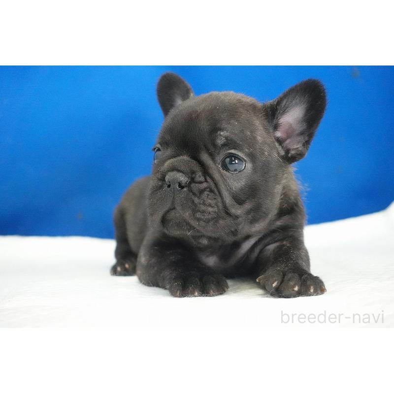 販売中の愛知県のフレンチブルドッグ-434171の6枚目