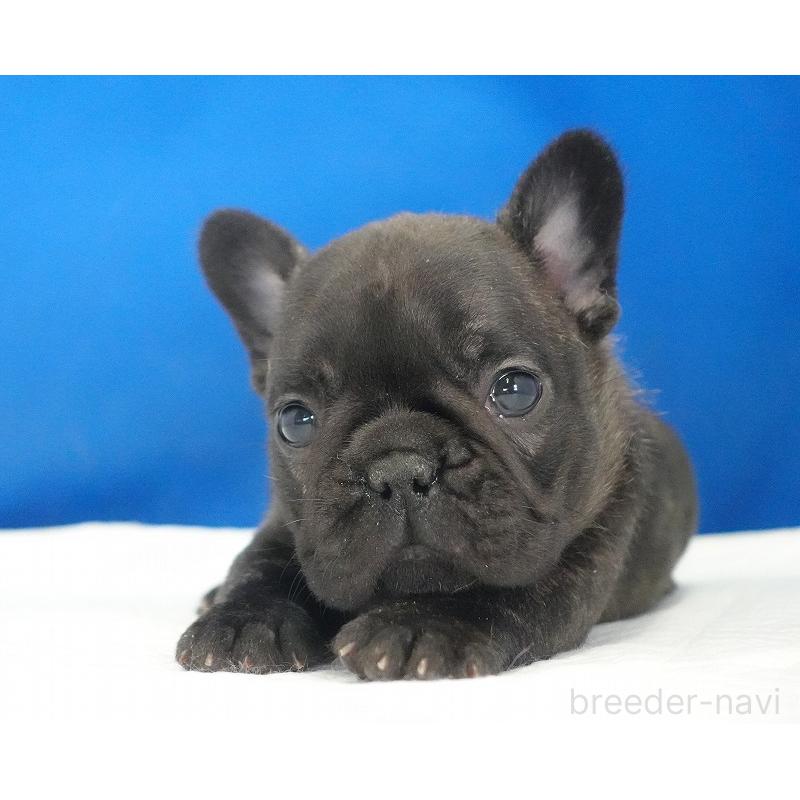 販売中の愛知県のフレンチブルドッグ-434171の5枚目