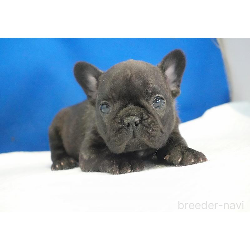 販売中の愛知県のフレンチブルドッグ-434171の4枚目