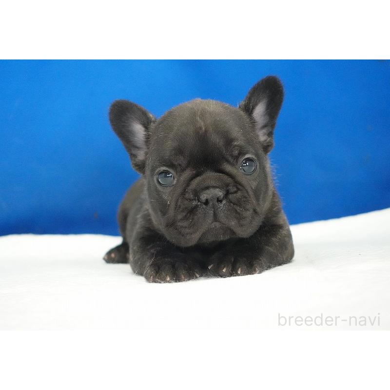 販売中の愛知県のフレンチブルドッグ-434171の3枚目