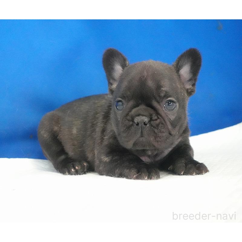 販売中の愛知県のフレンチブルドッグ-434171の2枚目