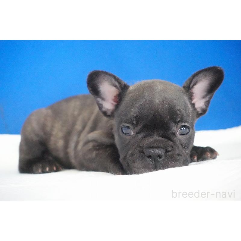 販売中の愛知県のフレンチブルドッグ-437876の14枚目