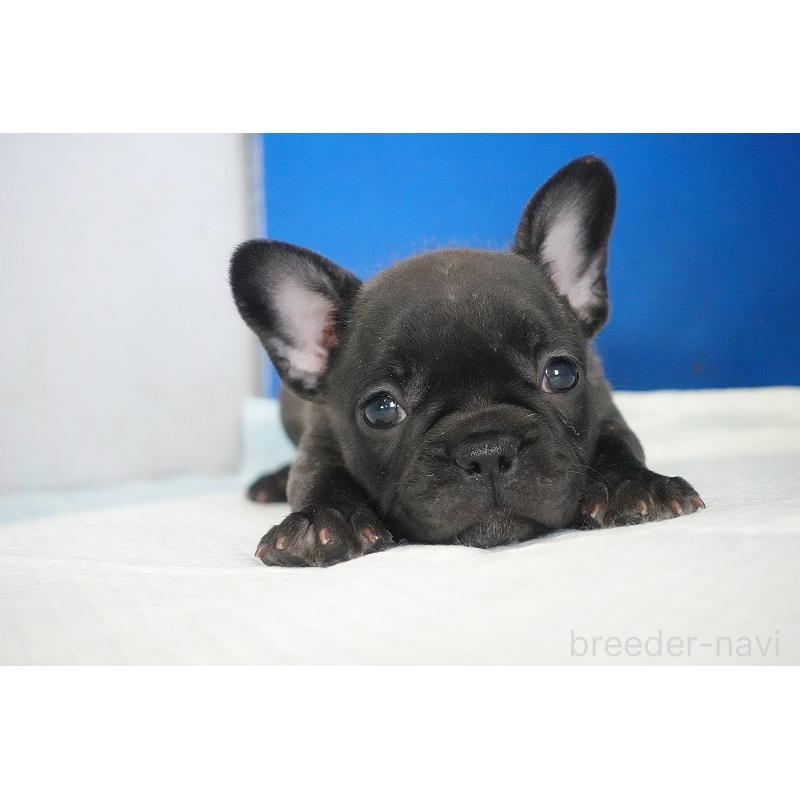 販売中の愛知県のフレンチブルドッグ-437876の13枚目