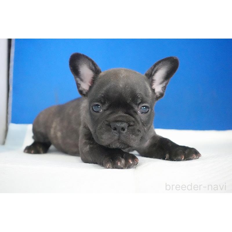 販売中の愛知県のフレンチブルドッグ-437876の12枚目