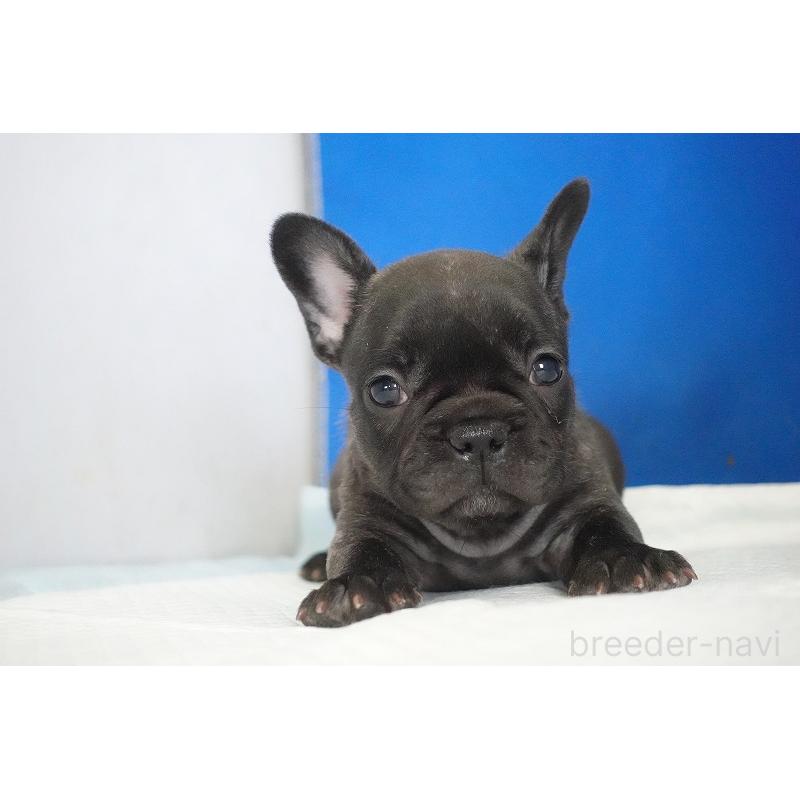 販売中の愛知県のフレンチブルドッグ-437876の10枚目