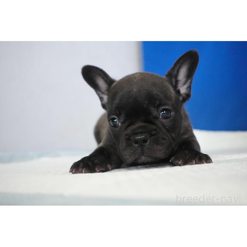 販売中の愛知県のフレンチブルドッグ-437876の11枚目