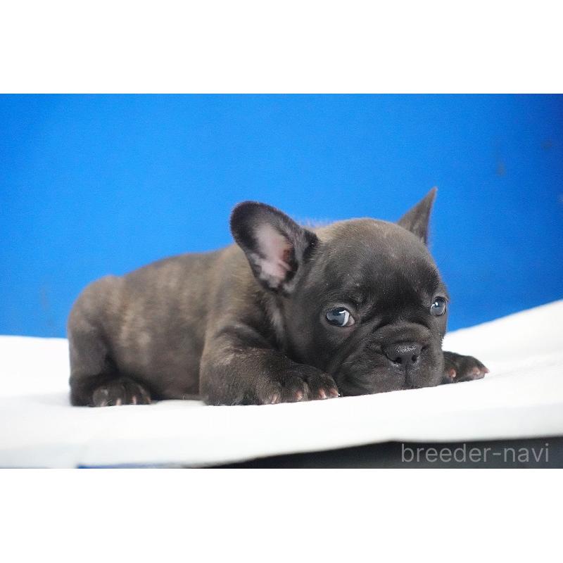 販売中の愛知県のフレンチブルドッグ-437876の9枚目