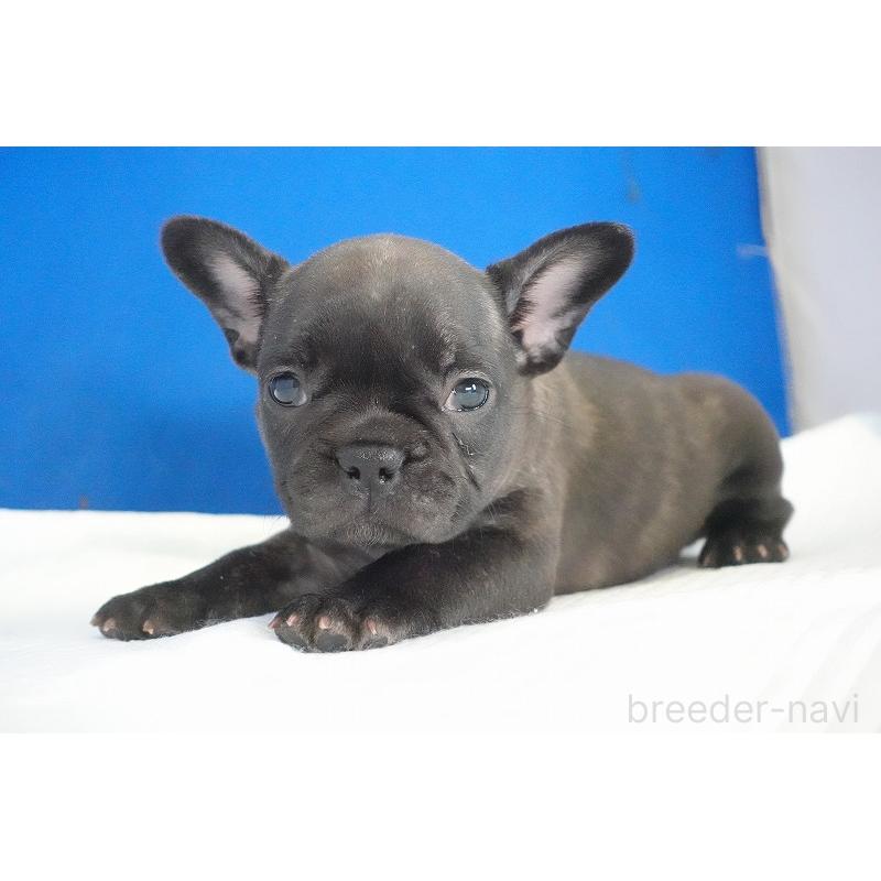 販売中の愛知県のフレンチブルドッグ-437876の8枚目