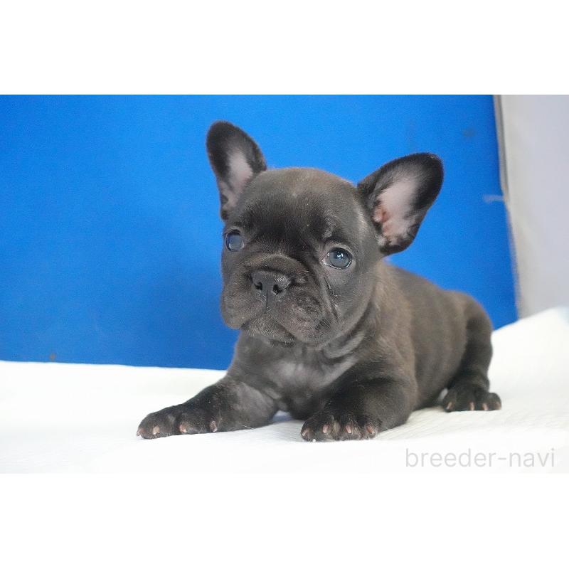 販売中の愛知県のフレンチブルドッグ-437876の6枚目