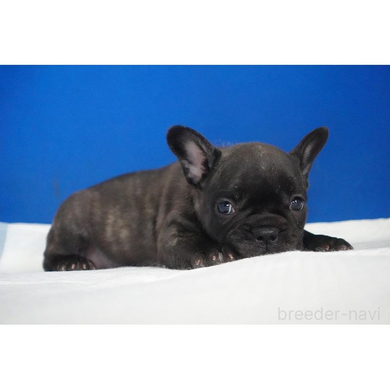 販売中の愛知県のフレンチブルドッグ-437876の7枚目
