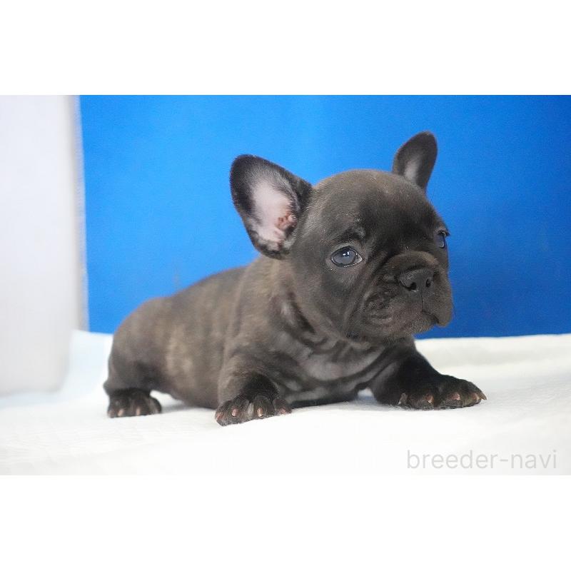 販売中の愛知県のフレンチブルドッグ-437876の4枚目