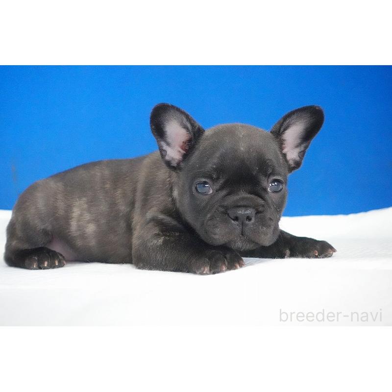 販売中の愛知県のフレンチブルドッグ-437876の3枚目
