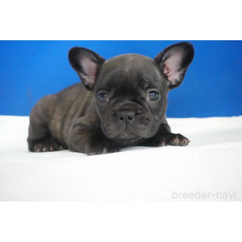 販売中の愛知県のフレンチブルドッグ-437876の2枚目
