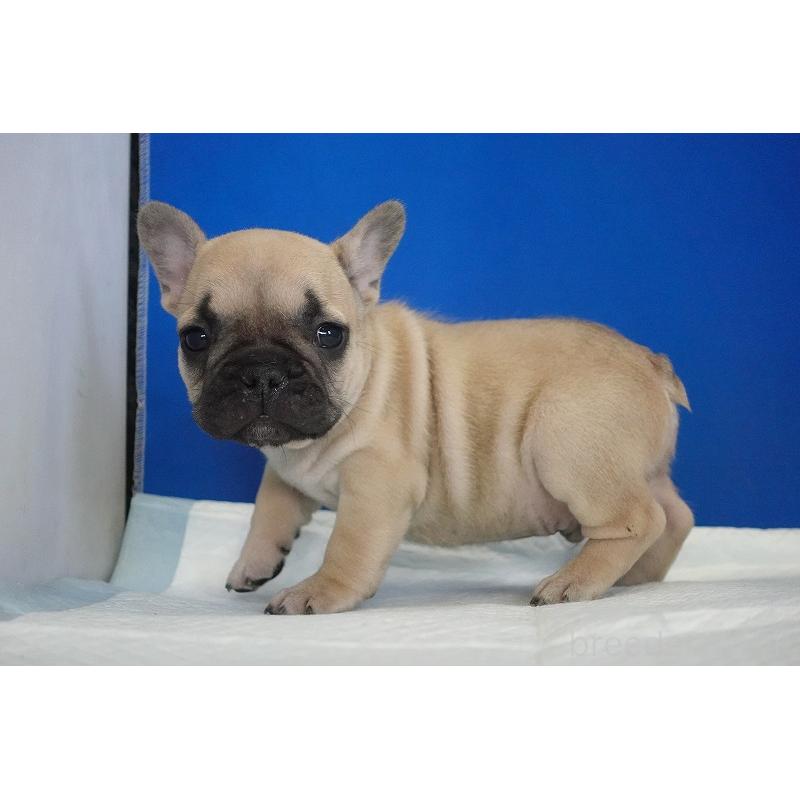 販売中の愛知県のフレンチブルドッグ-437877の13枚目