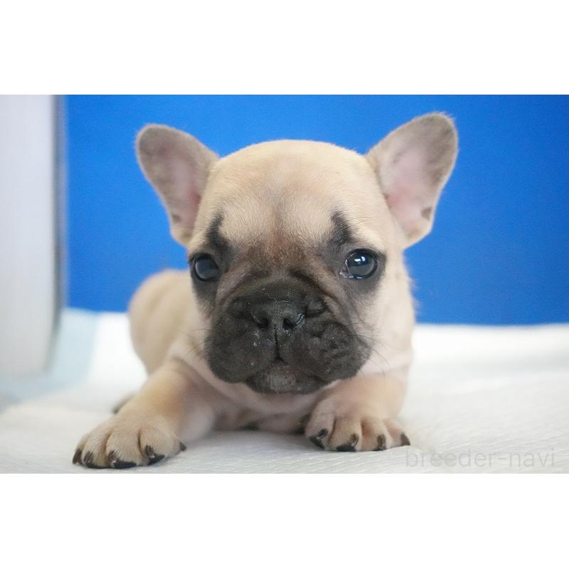 販売中の愛知県のフレンチブルドッグ-437877の12枚目
